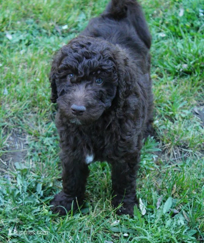 Artemis – Labradoodle puppy for sale in Grants Pass, OR