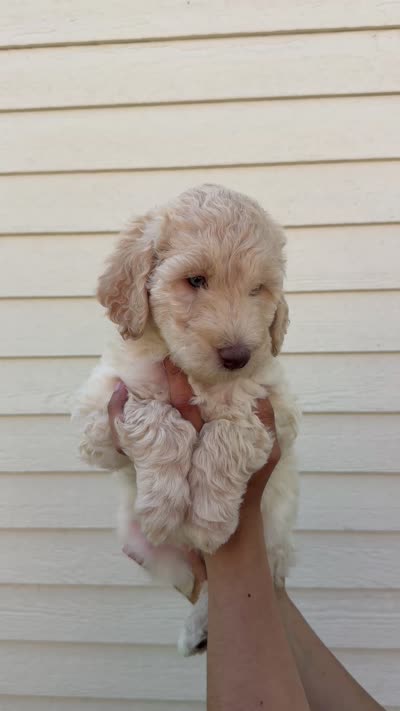 Hera, a female Labradoodle for sale in Grants Pass, OR – 3 of 6