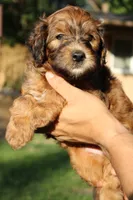 Bee, a male Miniature Goldendoodle for sale in Grants Pass, OR – 2 of 3