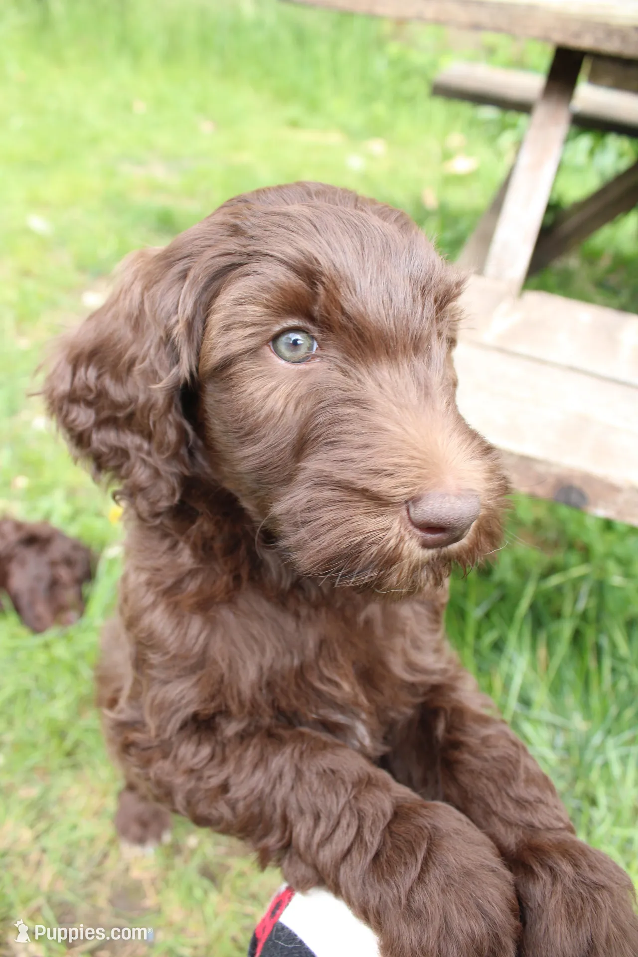 Eros, a male Labradoodle for sale in Grants Pass, OR – Photo 3 of 5