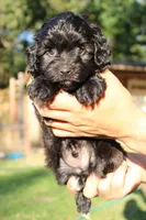 Male , a male Havapoo for sale in Grants Pass, OR – 2 of 3