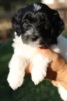 Junebug , a female Miniature Goldendoodle for sale in Grants Pass, OR – 1 of 3