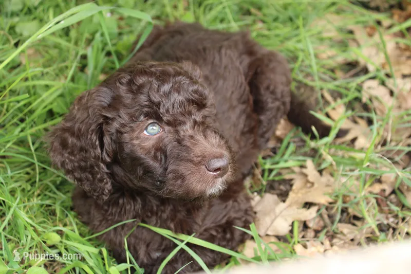 Apollo – Labradoodle puppy for sale in Grants Pass, OR