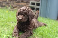 Apollo, a male Labradoodle for sale in Grants Pass, OR – Photo 1 of 5