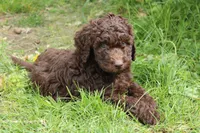 Apollo, a male Labradoodle for sale in Grants Pass, OR – Photo 5 of 5