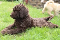 Apollo, a male Labradoodle for sale in Grants Pass, OR – Photo 4 of 5