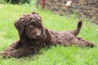Apollo, a male Labradoodle for sale in Grants Pass, OR – Photo 3 of 5
