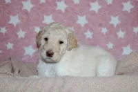 Hera, a female Labradoodle for sale in Grants Pass, OR – 6 of 6