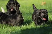 Male , a male Havapoo for sale in Grants Pass, OR – 3 of 3