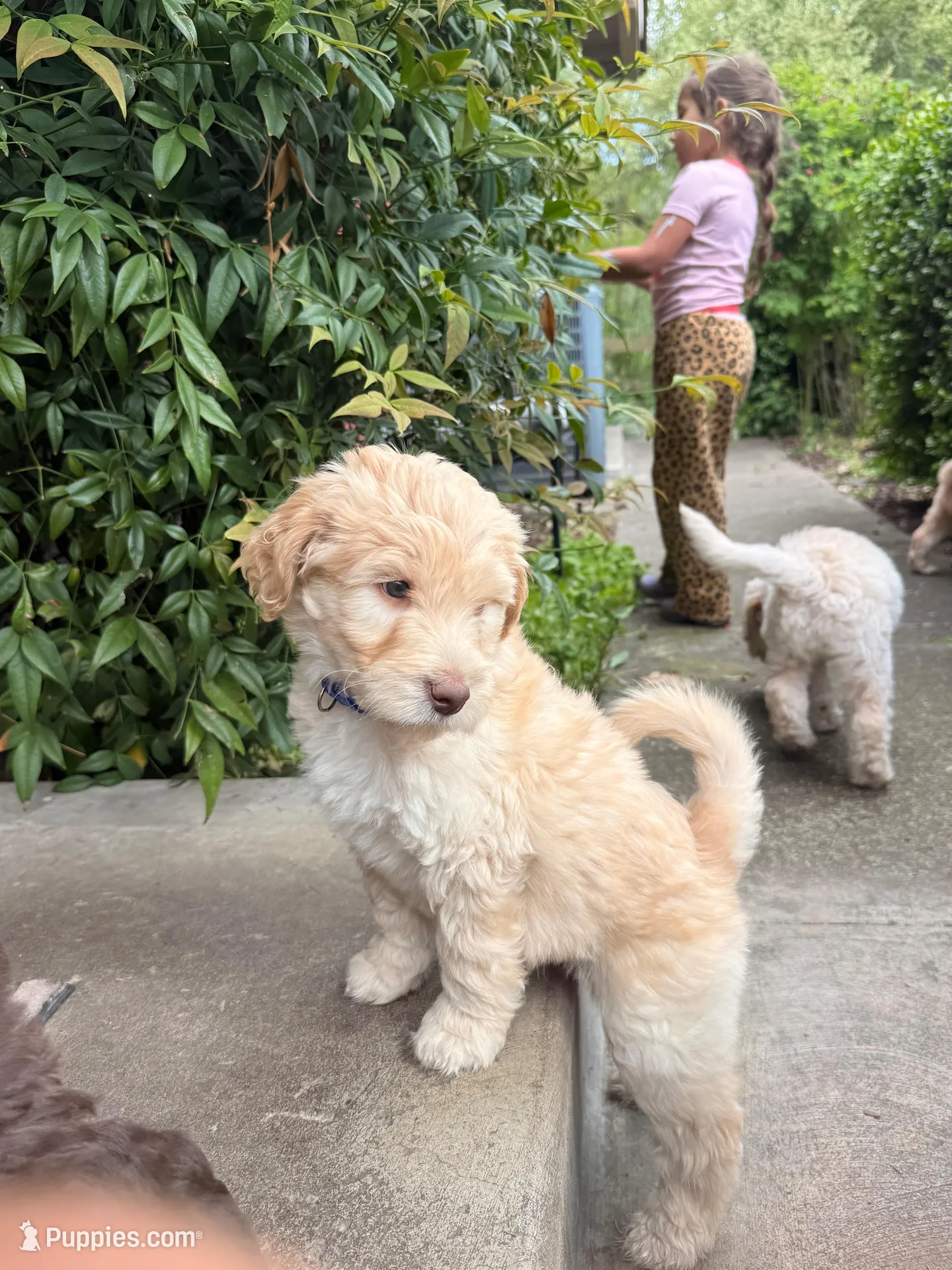 Zeus, a male Labradoodle for sale in Grants Pass, OR – Photo 5 of 6