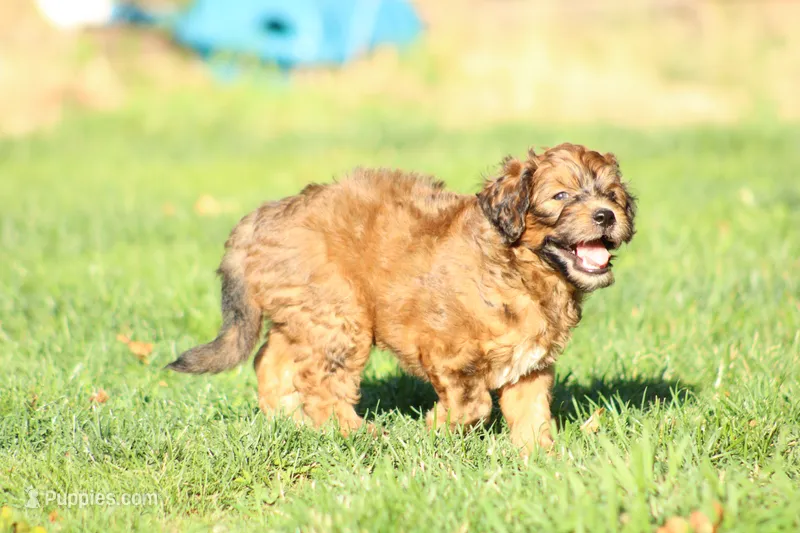 Bee – Miniature Goldendoodle puppy for sale in Grants Pass, OR