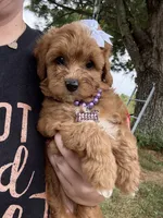 Hank, a male Cavapoo for sale in Turners Station, KY – 3 of 5