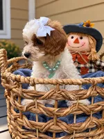Waylon , a male Cavapoo for sale in Turners Station, KY – 3 of 3