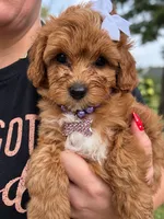 Hank, a male Cavapoo for sale in Turners Station, KY – 2 of 5