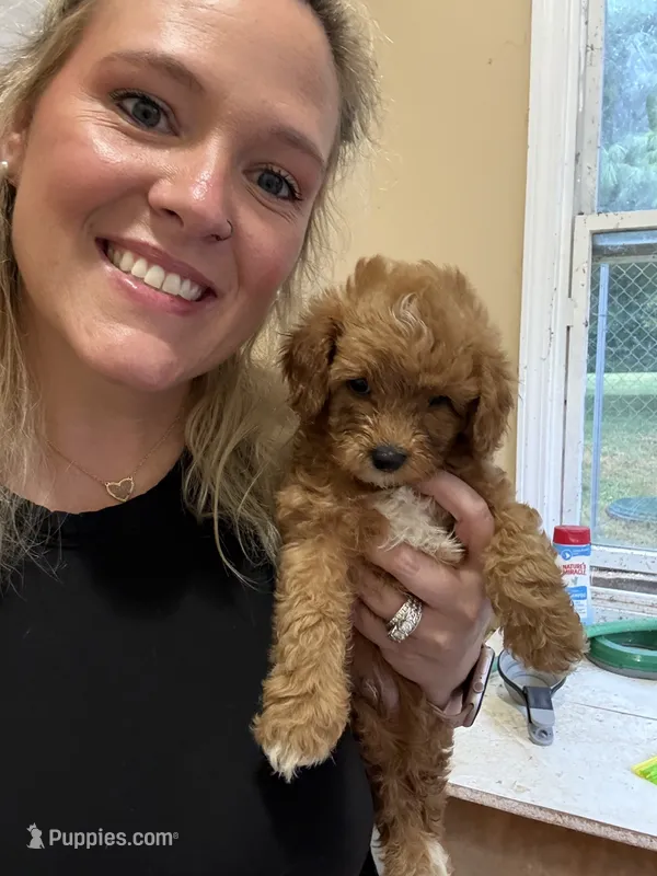 Hank – Cavapoo puppy for sale in Turners Station, KY