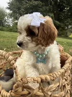 Waylon , a male Cavapoo for sale in Turners Station, KY – 2 of 3