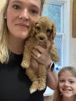 Cash, a male Cavapoo for sale in Turners Station, KY – 3 of 3