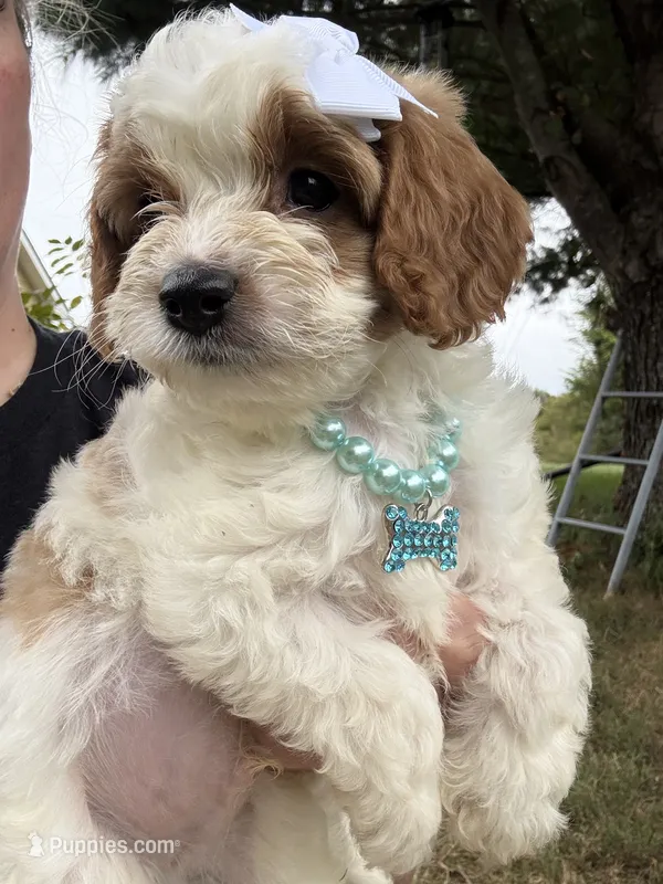 Waylon  – Cavapoo puppy for sale in Turners Station, KY