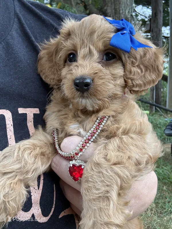 Cash – Cavapoo puppy for sale in Turners Station, KY