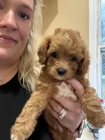 Hank, a male Cavapoo for sale in Turners Station, KY – 4 of 5