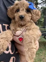 Cash, a male Cavapoo for sale in Turners Station, KY – 2 of 3