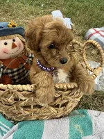 Hank, a male Cavapoo for sale in Turners Station, KY – 5 of 5