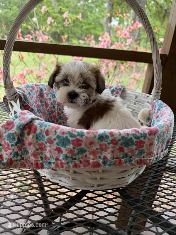 Margo – Shorkie puppy for sale in Coolidge, GA