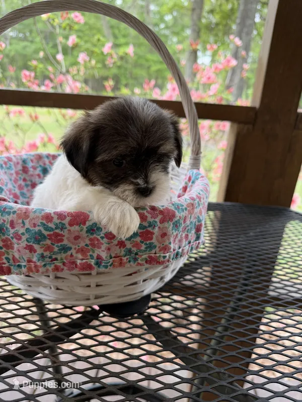 Sid – Shorkie puppy for sale in Coolidge, GA