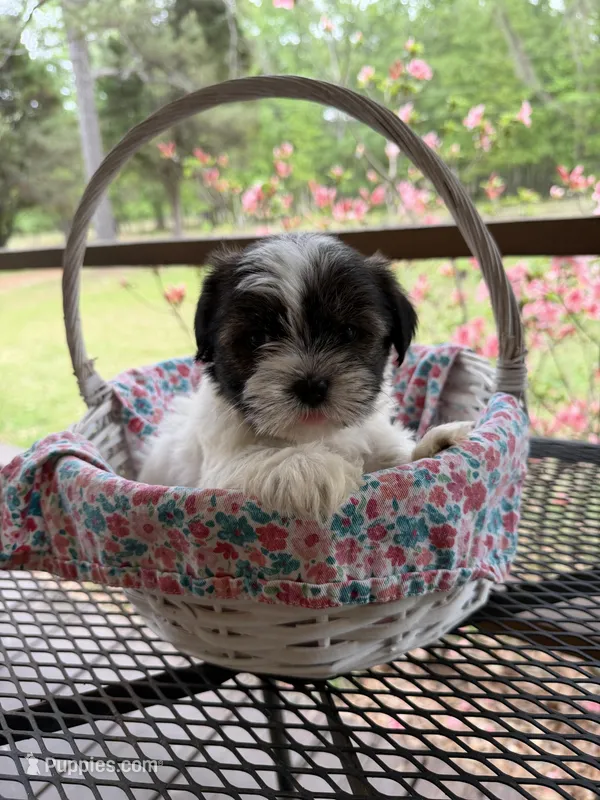 Max – Shorkie puppy for sale in Coolidge, GA