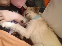 Maggie, a female Jack Russell Terrier and Poodle - Standard  for sale in Denton, TX – Photo 4 of 4