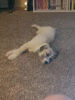 Maggie, a female Jack Russell Terrier and Poodle - Standard  for sale in Denton, TX – Photo 2 of 4