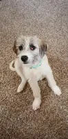 Maggie, a female Jack Russell Terrier and Poodle - Standard  for sale in Denton, TX – Photo 1 of 4