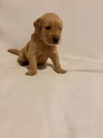 Mater , a male Golden Retriever for sale in New Cumberland, WV – 2 of 5