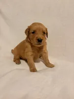 Mater , a male Golden Retriever for sale in New Cumberland, WV – 4 of 5