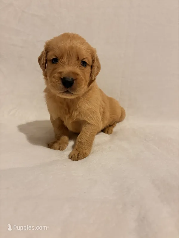 Mater , a male Golden Retriever for sale in New Cumberland, WV – 1 of 5