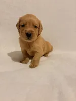 Mater , a male Golden Retriever for sale in New Cumberland, WV – 1 of 5