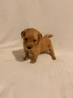 Mater , a male Golden Retriever for sale in New Cumberland, WV – 3 of 5