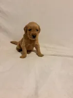 Mater , a male Golden Retriever for sale in New Cumberland, WV – 5 of 5