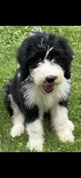 Bella, a female Sheepadoodle for sale in Latrobe, PA – 2 of 2