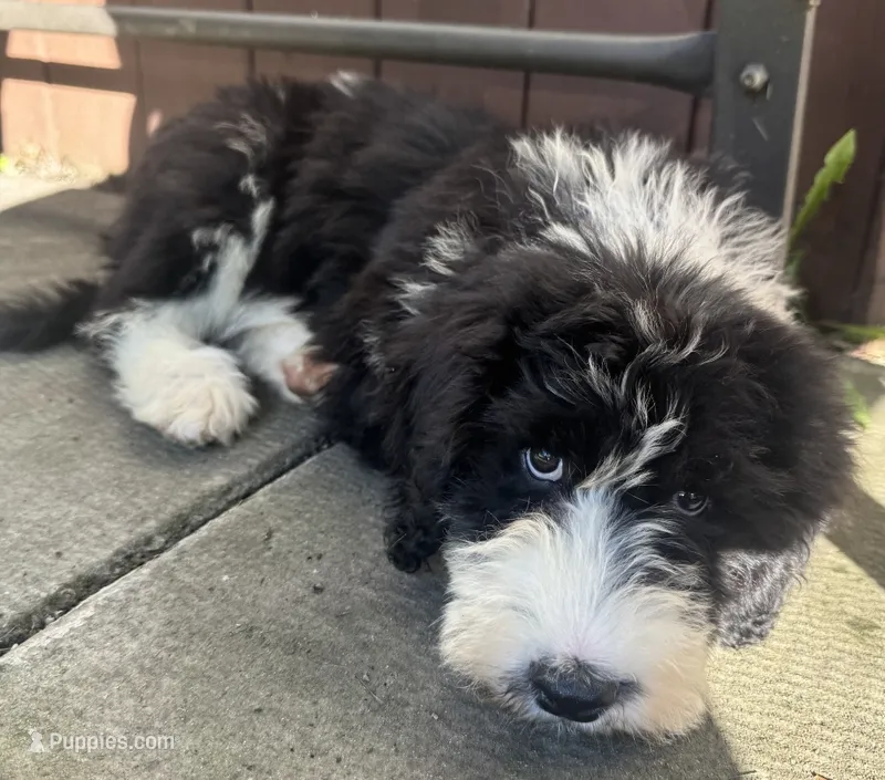 Bella – Sheepadoodle puppy for sale in Latrobe, PA