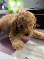 Cheetoh, a male Poodle - Toy  for sale in Morrow, GA – 2 of 5