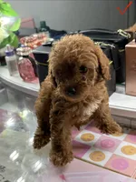 Leo, a male Poodle - Toy  for sale in Morrow, GA – 6 of 6