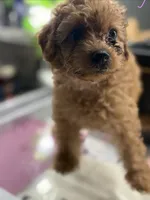 Coco, a female Poodle - Toy  for sale in Morrow, GA – 3 of 5