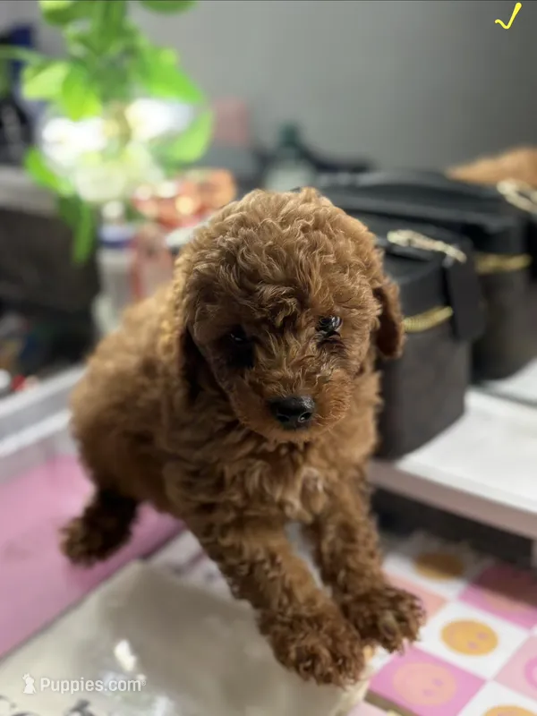 Blue – Poodle - Toy  puppy for sale in Morrow, GA