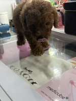 Leo, a male Poodle - Toy  for sale in Morrow, GA – 2 of 6