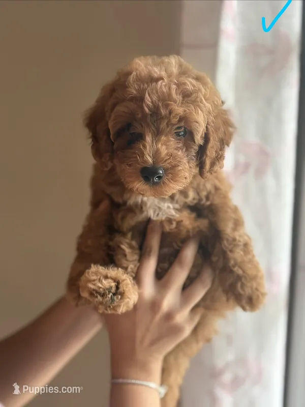 Milo – Poodle - Toy  puppy for sale in Morrow, GA