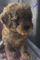 Donatello, a male Poodle - Toy  for sale in Morrow, GA – Photo 2 of 2