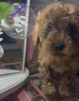 Donatello, a male Poodle - Toy  for sale in Morrow, GA – Photo 1 of 2