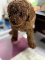Blue, a male Poodle - Toy  for sale in Morrow, GA – 7 of 7