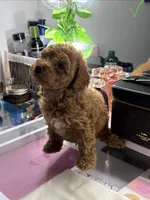 Milo, a male Poodle - Toy  for sale in Morrow, GA – 3 of 8
